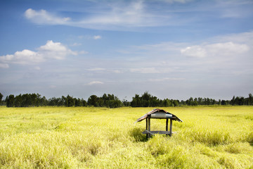 small hut on yellow rice field