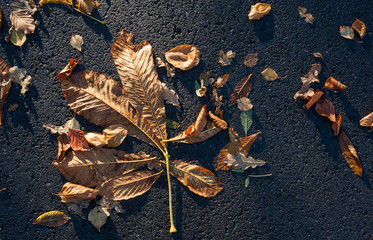 autumn leaves on asphalt background during sunset light
