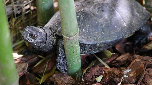 Florida Turtle