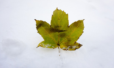 maple leaf on snow