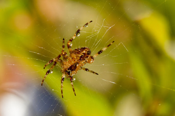 Spider spinning a web