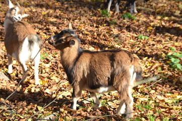 Ziege_Herbst_0081