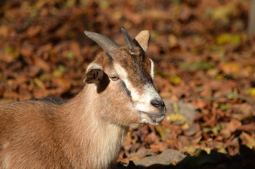 Ziege_Herbst_0095