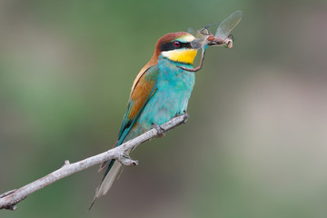 European bee-eatercatched a dragonfly