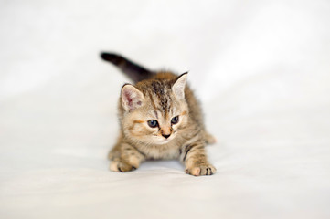 Fototapeta na wymiar Small kitten, Kitten playing, brindle coat color, striped baby British tabby kitten, pet, cute kitten.