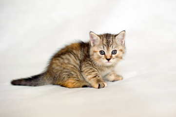 Fototapeta na wymiar Small kitten, Kitten playing, brindle coat color, striped baby British tabby kitten, pet, cute kitten, family friend.