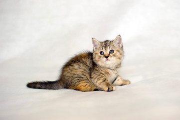 Fototapeta na wymiar Kitten playing, small kitten brindle coat color, striped baby British tabby kitten, pet, cute kitten, a family friend.