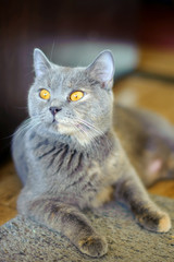 British Shorthair blue female, Cat is a pedigree, beautiful house cat, yellow cat eyes, cat, the Cheshire smile, a pet.