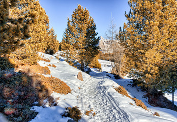footpath in snow among pines on Dolomites mountains