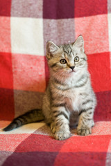 The kitten on the couch, a pet, a portrait of the cat in checkered plaid, animal cat.