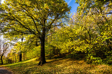 Big autumn oak with yellow leaves