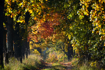 Autumn road with colorful trees
