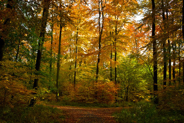 Waldwanderung im Herbst