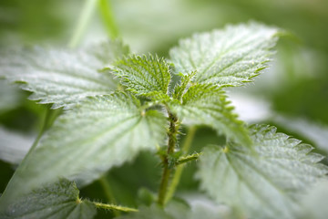 Fresh green young plant