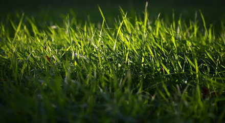 Fresh green grass