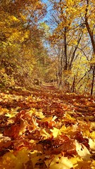 Fototapeta premium Colorful Autumn Walk