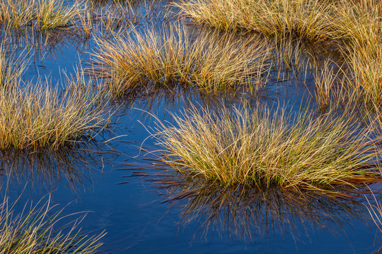 Grasinseln im Moor