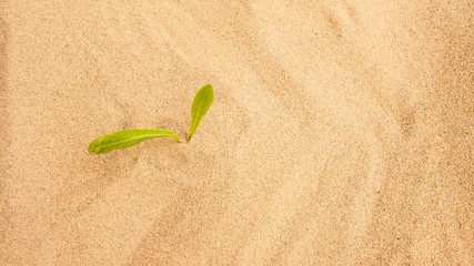 Young seedling growing in a desert sand