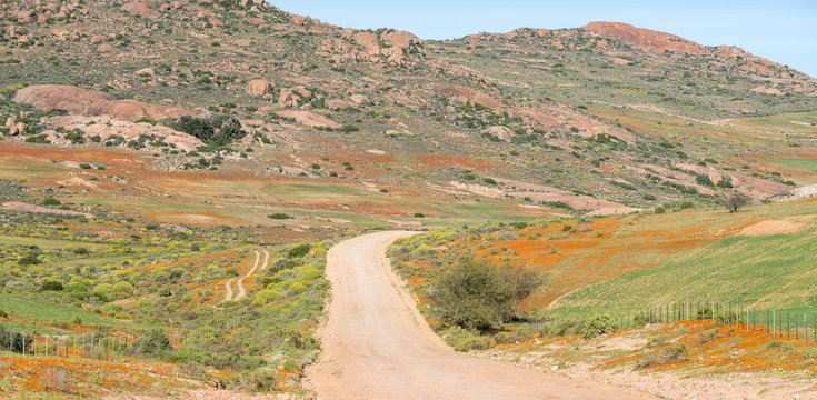 Orange wild flowers next to the road to Hondeklipbaai