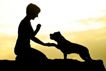 Staffordshire bull terrier with girl