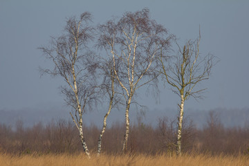 Vier Birken im Moor