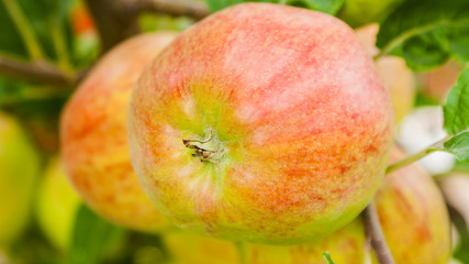 Apples on a branch ready to be harvested