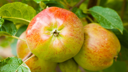 Apples on a branch ready to be harvested
