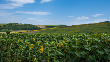 Fototapeta na wymiar Beautiful landscape with sunflower field over cloudy blue sky