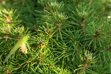 Green grasshopper sitting on brightly green prickly branches of a fur-tree or pine