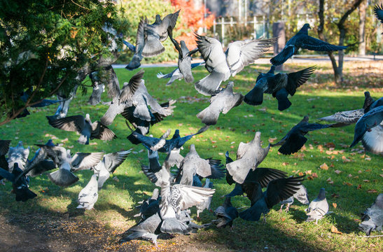 Tauben im Park