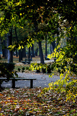 Autumn trees, autumn in the park