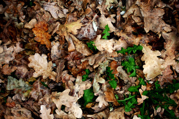 Golden red brown autumn leaves 