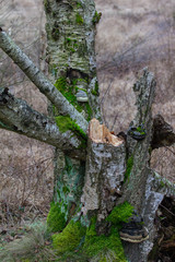 Morscher Birkenstamm