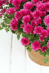 pink chrysanthemum on white background