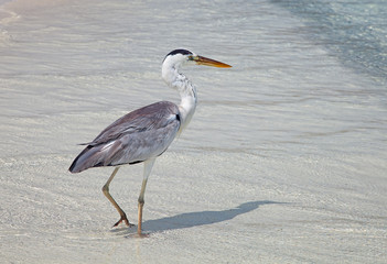 Gray heron
