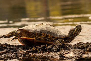 Wild turtle standing on a log near the water