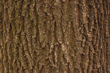 Tree bark texture