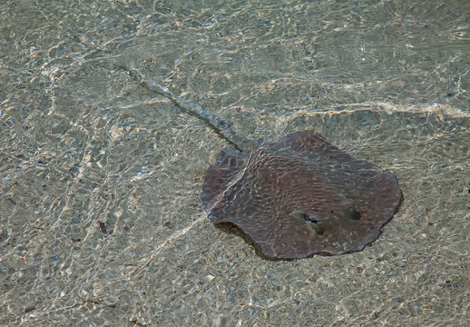 Stingray