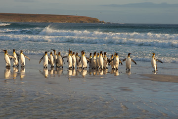 Large group of King Penguins (Aptenodytes patagonicus) come ashore at Volunteer Point in the Falkland Islands. 