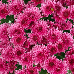 pink chrysanthemums