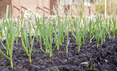 garlic sprouts