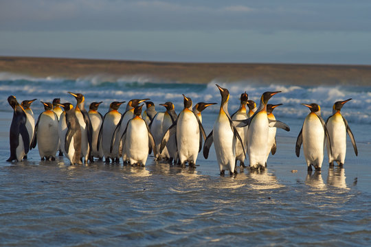 Large group of King Penguins (Aptenodytes patagonicus) come ashore at Volunteer Point in the Falkland Islands. 
