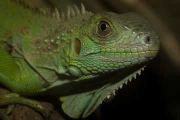Green iguana