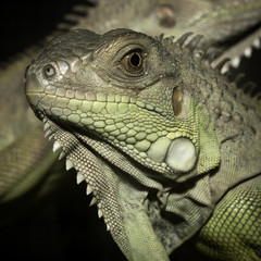 Green iguanas