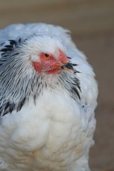 La poule