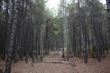 Bosque de pinos en otoño