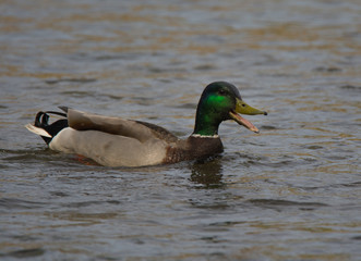 Fototapeta premium Quacking Mallard Duck