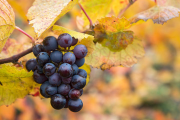Grappe de raisin à l ' automne dans le Beaujolais