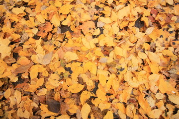 Carpet of fallen leaves