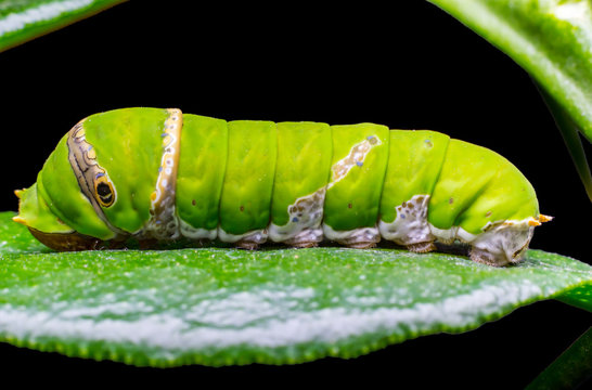 Macro close up Caterpillar, green worm eating the leaves